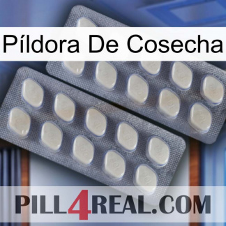 Píldora De Cosecha 07